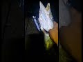 big catch barracuda fish 🎣🐟🤩 #kokanfishing #onlyfishing #vairalshort #barracuda #vairal #trending