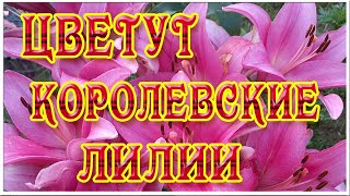 Футаж Лилии. Цветут лилии. Футаж Цветы. Футажи для видеомонтажа.  Видеофутажи.