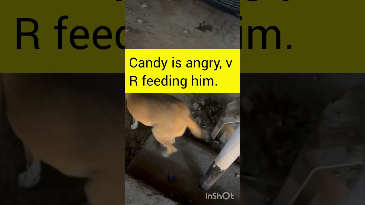 Candy & a Street Dog 