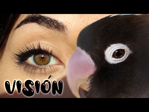 Video: Como Ven Los Pájaros