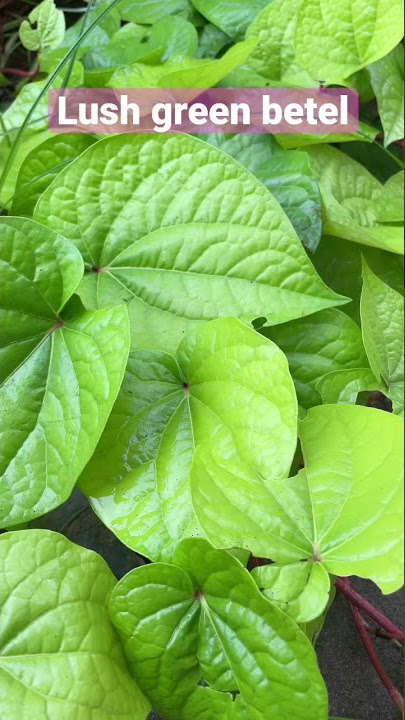 #betel #leaves #garden #shorts