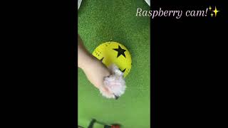 SOFT PLAY VLOG! ||BUN BUN||