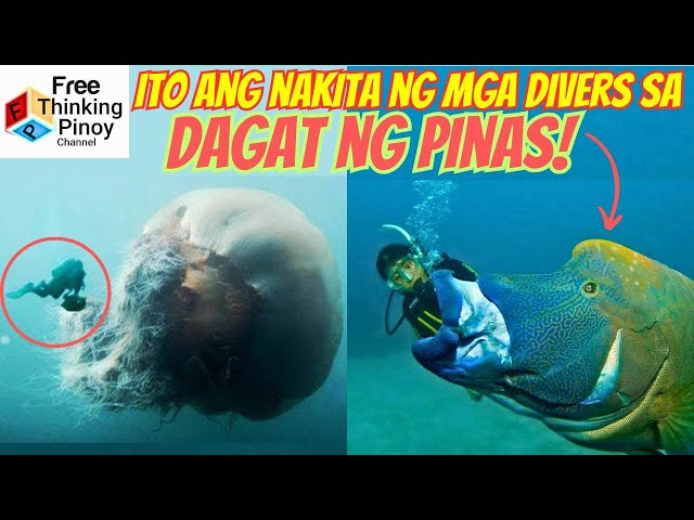 Kakaibang hayop Nakita ng mga Scuba Diver | Amazing Sea Creatures Encountered Caught on Camera class=