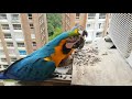 Wild Macaws in Caracas - Guacamayas en Caracas 10102021