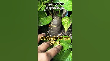 सावन में पार्थिव शिवलिंग की पूजा 🙏 / रोज शिवलिंग की पूजा / रोज शिव जी की पूजन #sawan #parthiv