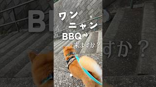 柴犬こむぎと猫マダムさなえ