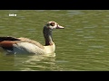 Was tun gegen Nilgans und Co.? | Gut zu wissen