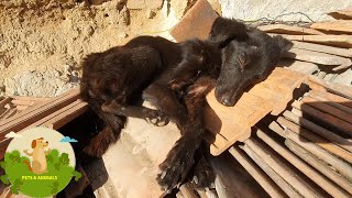 Starving Rescue Dog Undergoes Major Transformation || Rescue Abandoned Dog And Happy Ending by Top Animals Story 499 views 2 years ago 2 minutes, 37 seconds