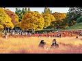 [4K] Beautiful Autumn Colors Walk in Seoul - Olympic Park, Songpa | 서울 송파구 올림픽공원 단풍 절정 풍경 가을 명소를 걸어요
