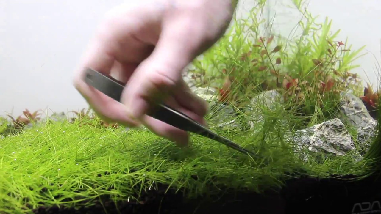 all about planter tropica