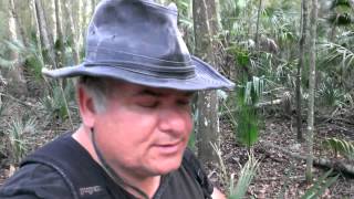 Wood knock heard deep in jungle