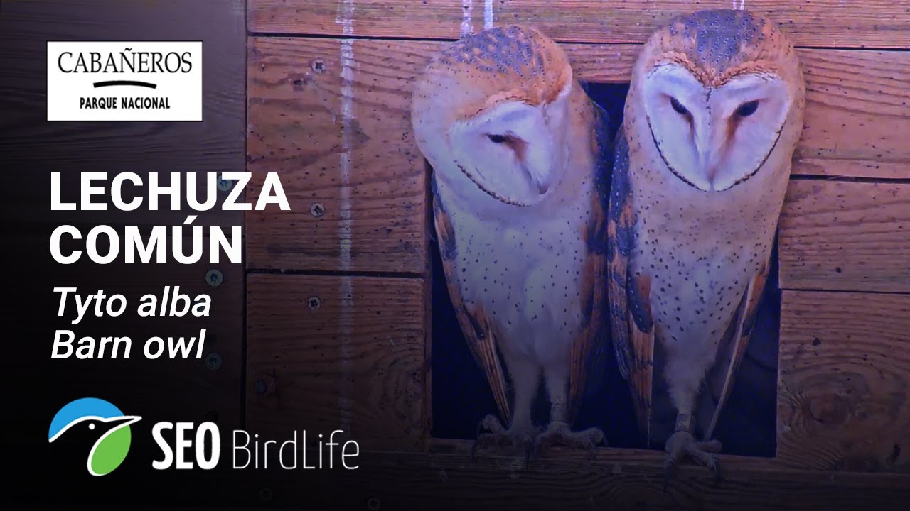 🦉Lechuza común - EXTERIOR  - 🔴DIRECTO P.N. de Cabañeros