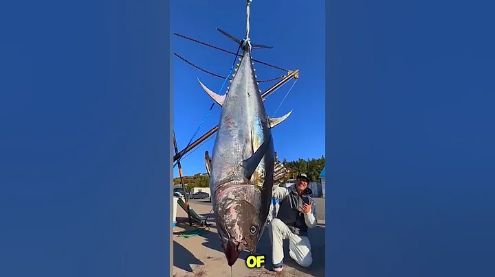 This Fish Was Sold for $3 Million! 😱 | #BluefinTuna #MostExpensive #LuxuryFood #Seafood #Shorts