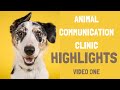 Animal Communication Clinic Highlights Video One | Susie Shiner | Animal Communicator
