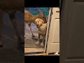 The dog and his new friend.#dog #funnyvideos #dogsoftiktok #usa #funny #dogs #doglover #funnydog