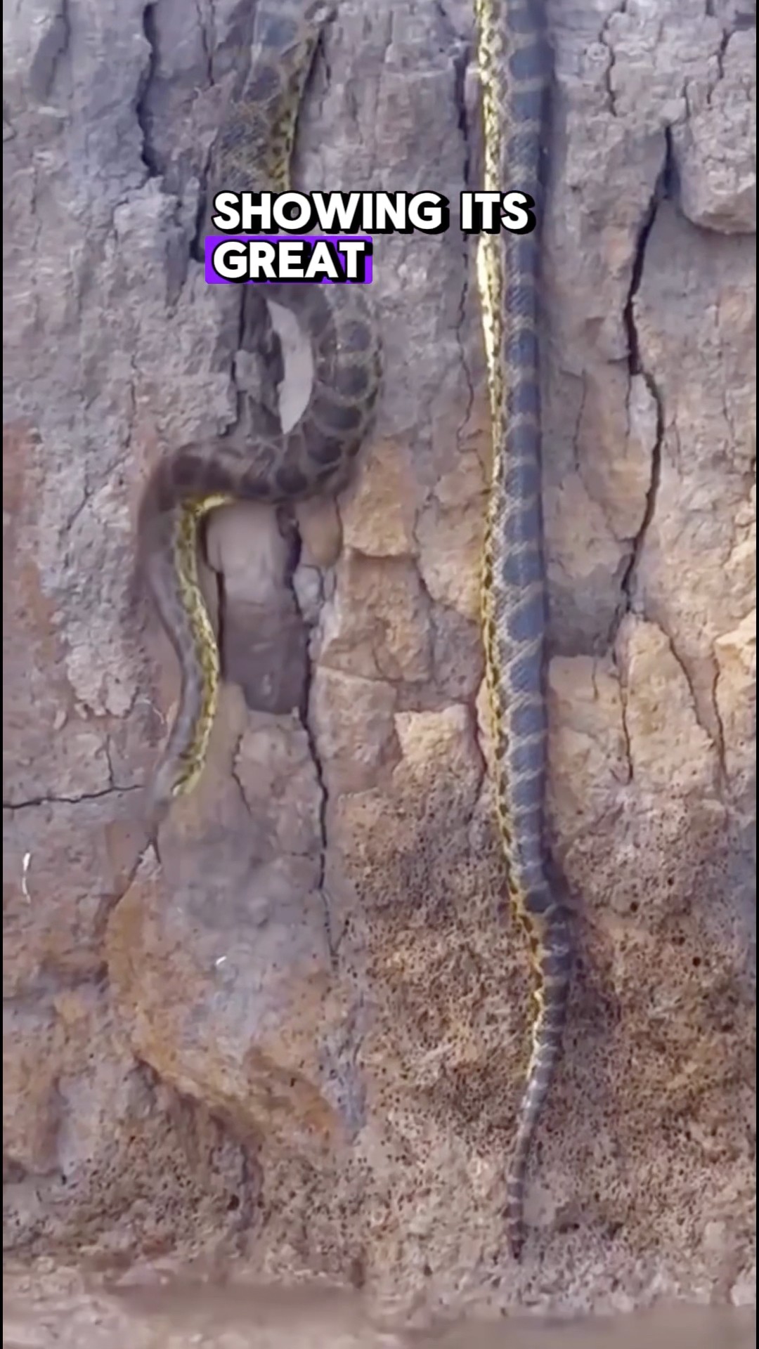 Stunning Giant Anaconda - By pescadoresdoparana