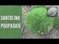 How to grow Santolina from cuttings.