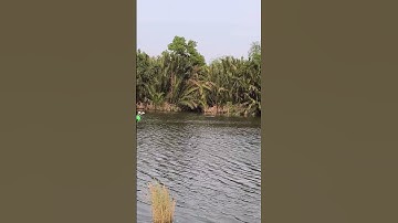 người người nhà nhà đi săn cá sủ vàng