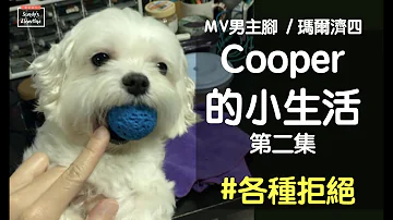 家裡的寶貝有什麼堅持的事情 瑪爾濟斯之歌 MV男主腳 Cooper的小生活 第2集 