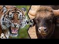 BENGAL TIGER VS INDIAN GAUR - Who Comes Out Victorious in a Fight?