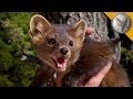 The Pine Marten is Nature's Most Adorable Assassin!