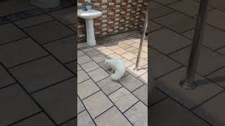 Funniest Cats And Dogs Videos  - Best Funny Animal Videos 2023  #shorts