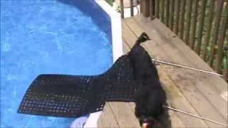 DIY Dog Ramp for Swimming Pool