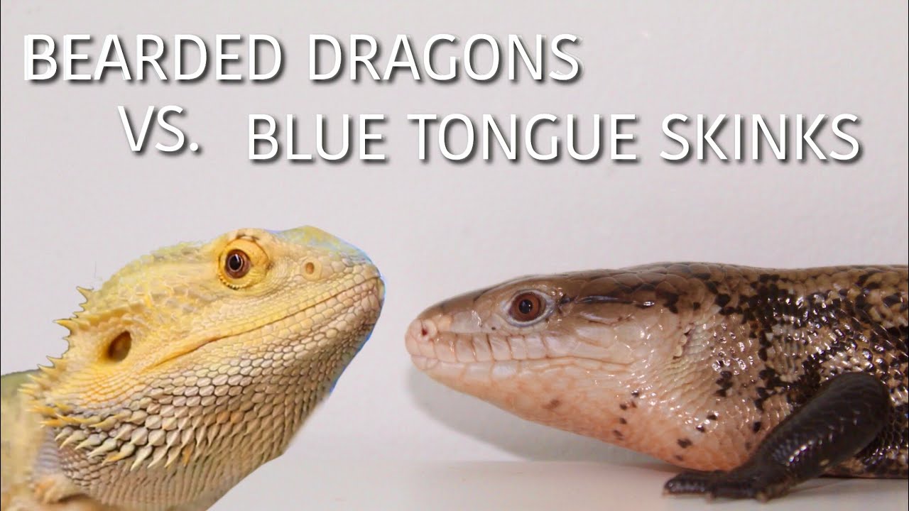 Bearded Dragons VS Blue Tongue Skinks Which Is The Better Pet Lizard