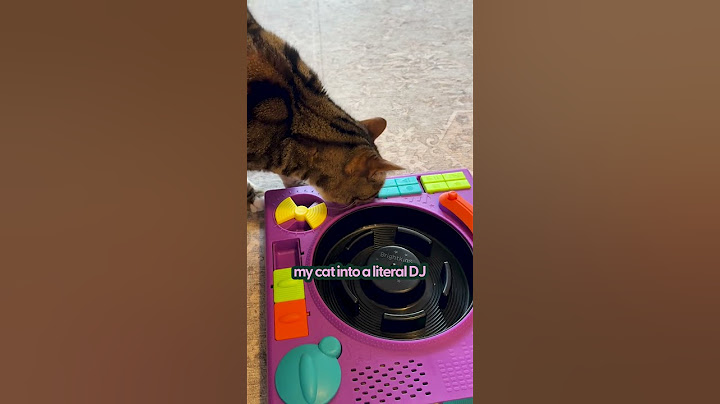 4 Amazon Black Friday Pet Deals | The Pack