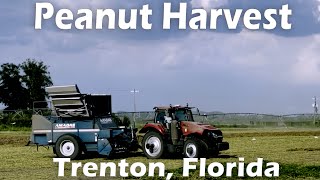 Harvesting Peanuts Trenton, Florida by FurFeathersandFlowers 145 views 7 months ago 37 seconds