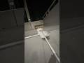 #JasonDeruloTV // Skate Park #GotPermissionToPost From IG @flood.fx #Snake