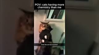 POV: cats having more chemistry than me #therealdeagle #catsofyoutube #catlove #huggingface #love
