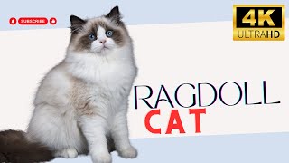 Ragdoll Cat | Animals Simple Videos | Beauty of universe by What have in universe 284 views 7 months ago 1 minute, 31 seconds