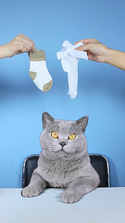 Let's Guess The Ending Of  MAID CAT!😏🤪| Funny Cat TikTok Challenge  #funnycat #catsoftiktok  #shorts