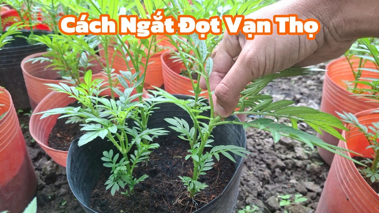 Kinh Nghiệm Ngắt Đọt Vạn Thọ Đúng Cách Giúp Cây Bung Chèo Mạnh