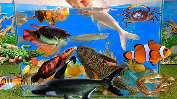 Tổng hợp các video cá cảnh đẹp, động vật dễ thương, cá mập cute, cá ba đuôi, cá koi, vịt, bọ rùa