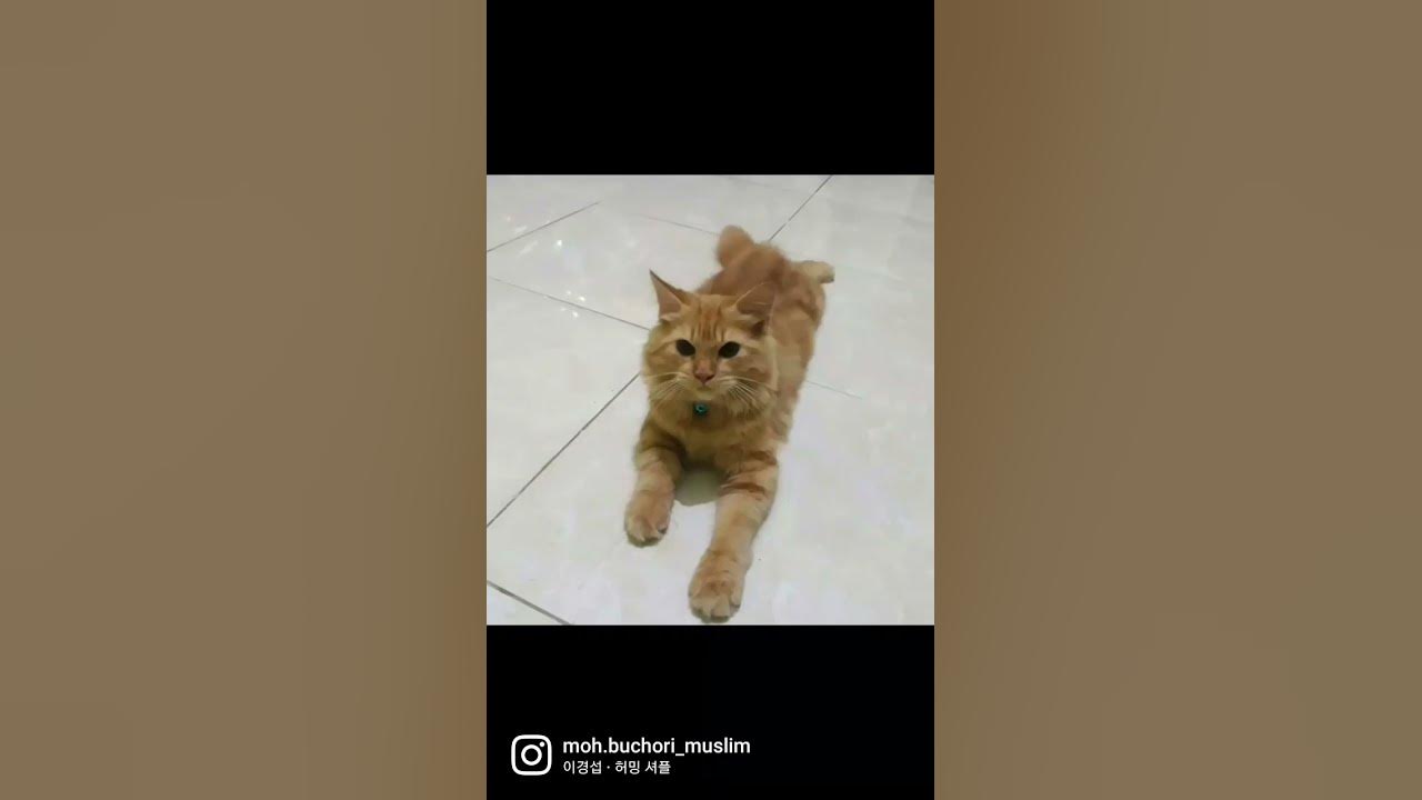 Korean Cat (Oppa) YouTube