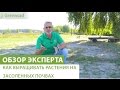 Как выращивать растения на засоленных почвах