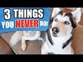 3 Things You Should NEVER Do To A Siberian Husky! (SAFETY TIPS)