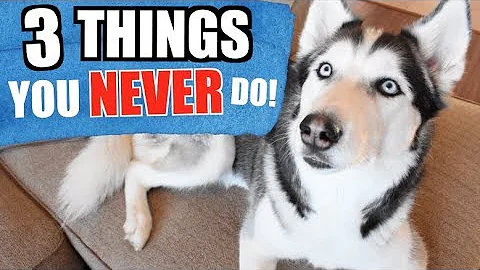 3 Things You Should NEVER Do To A Siberian Husky! (SAFETY TIPS) - DayDayNews