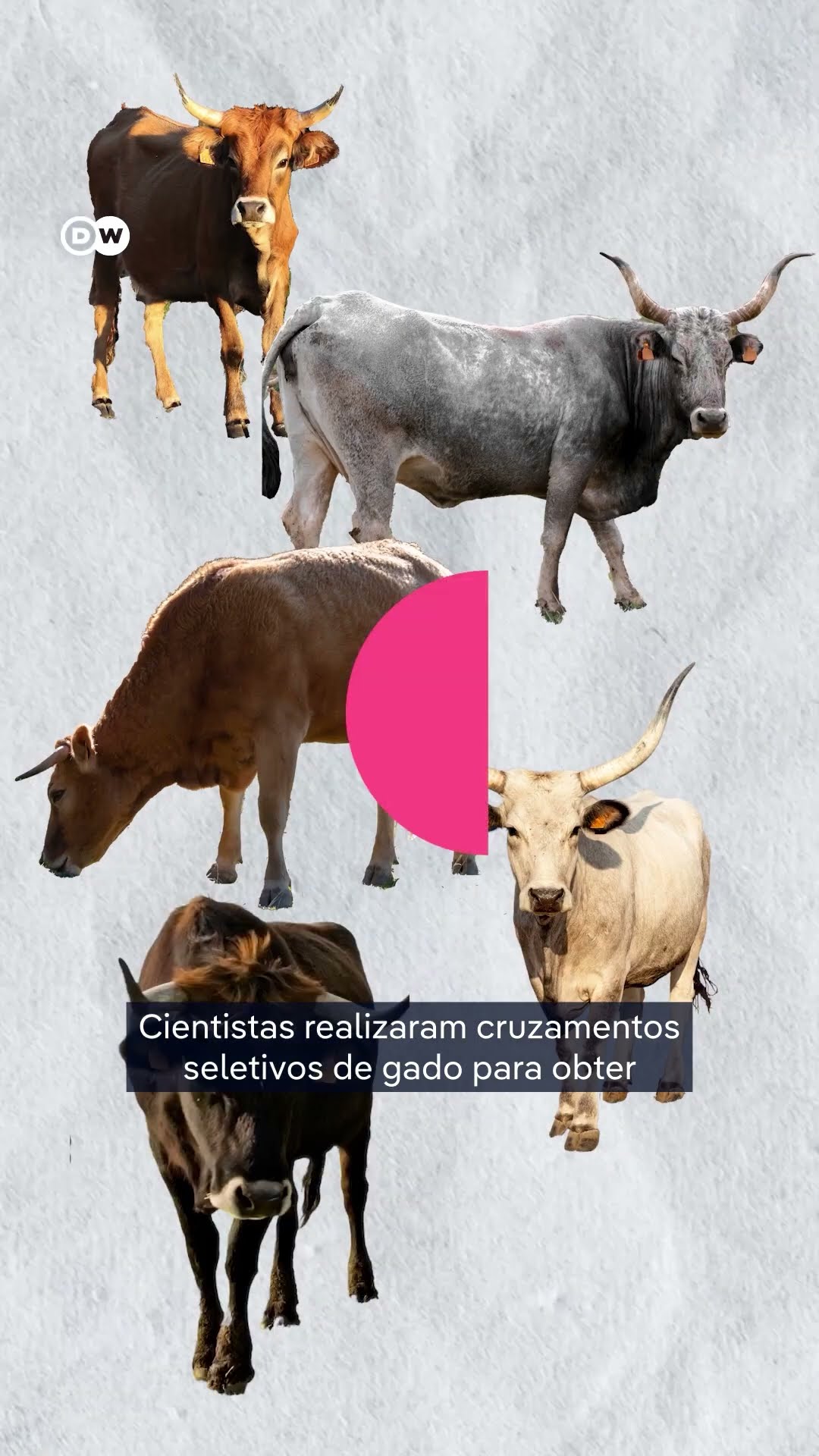 Cientistas tentam reviver espécies extintas para a restauração de ecossistemas #shorts