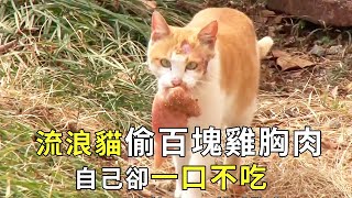 ”Steal” stray cat stole hundreds of pieces of chicken breast  but he didn't eat a bite. After watch