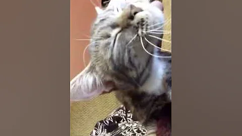 My spoiled Manx cat Sara Agee