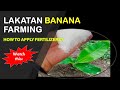 How to Apply Fertilizers to Bananas？| Lakatan Banana Farming