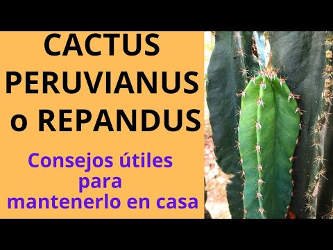 Video: Cereus Peruvianus - Más información sobre el Cereus que florece de noche