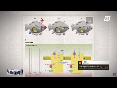 Рыбы помогут лечить болезнь Альцгеймера | Между строк