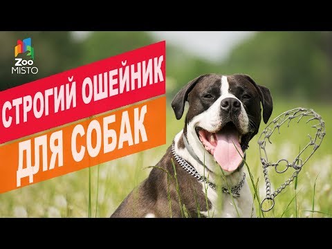 Строгий ошейник для собак | Обзор строгий ошейник для собак