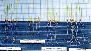 Обработка СЕМЯН Биопрепаратами. Лабораторный опыт на Ячмене. Протравка семян. Гуминатрин