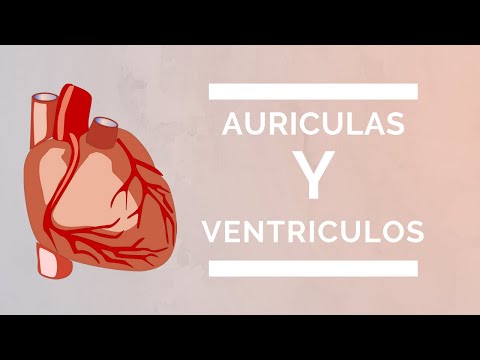 Vídeo: Diferencia Entre Atrios Y Ventrículos