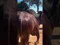 saúde do animal  é garantia de produtividade da fazenda. #pecuarista #gado #mercadoagricola #fazenda
